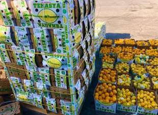  كانت معدة للفرز والبيع   أمانة الشرقية: إدارة الأسواق تضبط ٢ طن ونصف من الليمون الفاسد في سوق الخضار والفاكهة المركزي بالدمام 