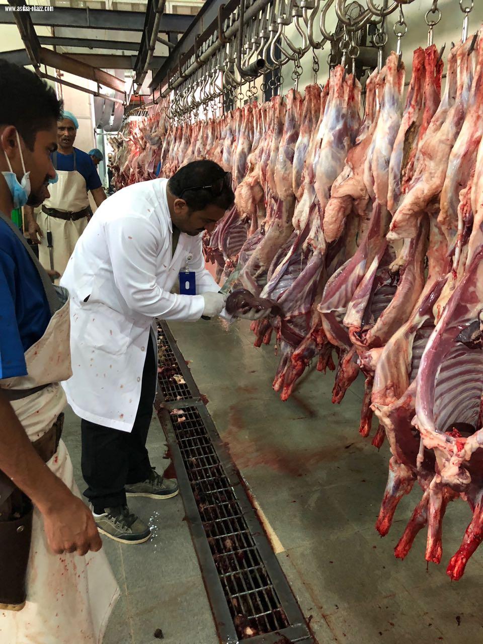 مسلخ القطيف يستقبل أكثر من 2500 ذبيحة خلال أيام عيد الأضحى المبارك