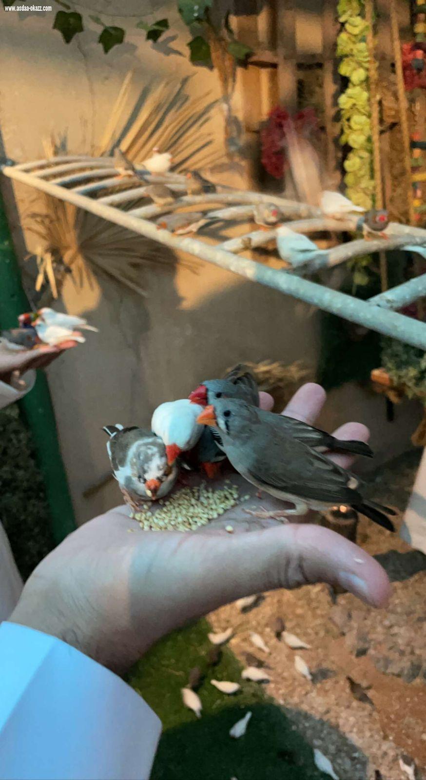 *محافظة الرس  .. تستقبل وفودا من الصم لزيارة المعالم السياحية والأثرية*