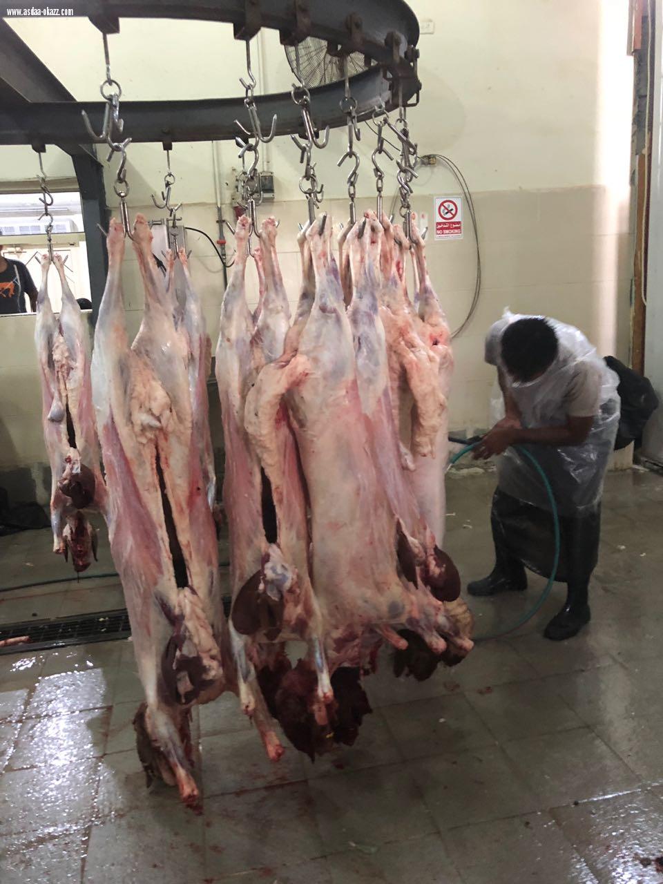مسلخ القطيف يستقبل أكثر من 2500 ذبيحة خلال أيام عيد الأضحى المبارك
