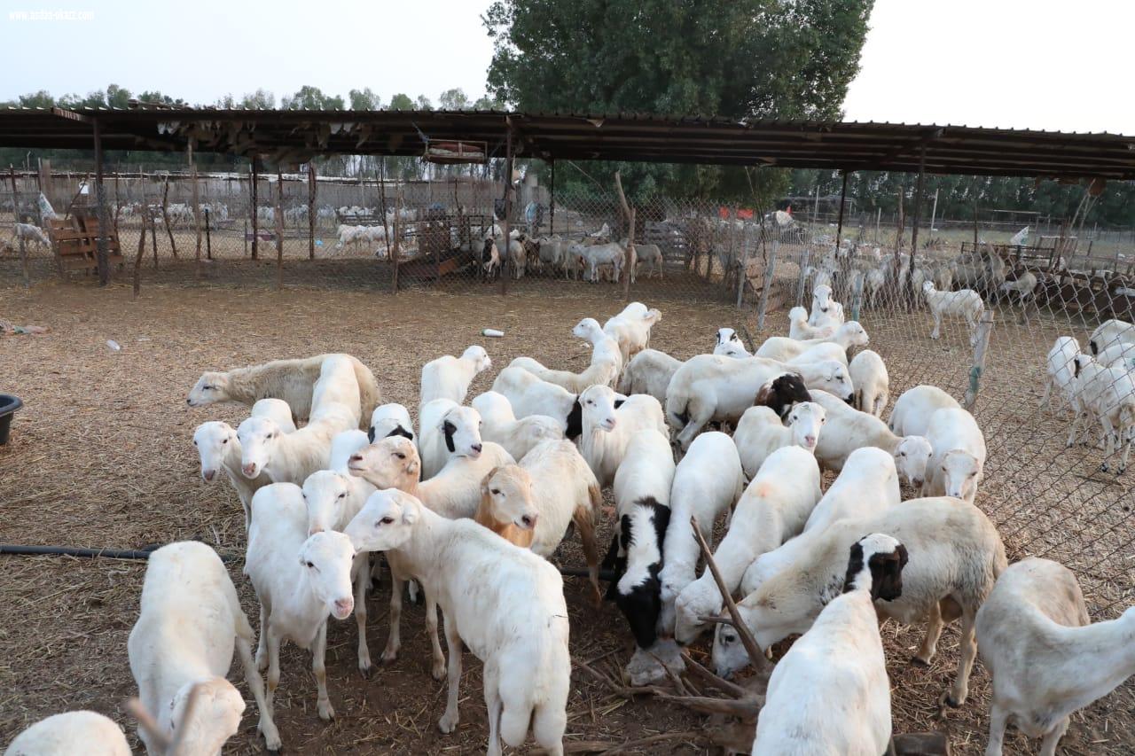 جمعية البر بجازان توزع اكثر من 70 ذبيحة بلدي استفاد منها أكثر من 300 أسرة و 1000بطانية على المستفيدين الأكثر إحتياجاً