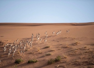 وزير الداخلية يطلق 70 ظبي ريم و20 مها عربيًّا بمحمية الملك عبدالعزيز